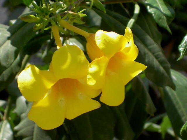 fleur-jaune.1199027035.jpg